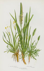 Kvetoucí rostliny Velké Británie: (barevná litografie): Sea Side Plantain, Bucks Thorn, Plantain Shoreweed (barevná litografie) od English School