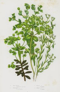 Kvetoucí rostliny Velké Británie: (barevná litografie): Sea Spurge, Portland Spurge, Petty Spurge, Dwarf Spurge (barevná litografie) od English School