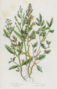 Kvetoucí rostliny Velké Británie: (barevná litografie): Orache keřovitá, Orache stébelnatá, Orache mrazuvzdorná, Orache rozprostřená (barevná litografie) od English School