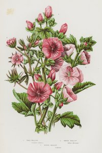 Kvetoucí rostliny Velké Británie: (barevná litografie): Sléz stromový, Sléz bahenní, Sléz hispidský (barevná litografie) od English School