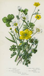 Kvetoucí rostliny Velké Británie: (barevná litografie): Vodní vraník, Břečťanolistý vraník, Bílý alpský vraník, Velký ostruháček, Malý ostruháček (barevná litografie) od English School