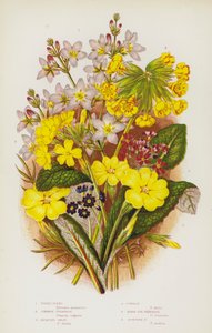 Kvetoucí rostliny Velké Británie: violka vodní, prvosenka obecná, žabinec okvětní, prvosenka obecná, prvosenka ptačí, prvosenka skotská (barva litho) od English School