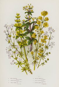 Kvetoucí rostliny Velké Británie: (barevná litografie): divizna, slaměnka žlutá, slaměnka křížatá, slaměnka z vřesoviště Smoot Heath, slaměnka nejmenší, slaměnka drsná (barevná litografie) od English School