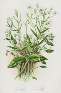 Kvetoucí rostliny Velké Británie: (barevná litografie): stehlík lesní, čičorka pestrá, stehlík větší, stehlík bahenní, stehlík menší, stehlík bahenní (barevná litografie) od English School