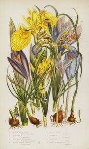 Kvetoucí rostliny Velké Británie: kosatec žlutý, kosatec páchnoucí, Columnas Trichonema, krokus jarní, krokus jarní, krokus zlatý, krokus šafránový, krokus nahokvetý (barva lito) od English School