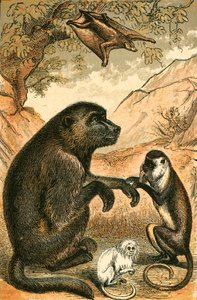 Létající lemur, pavián, Diana Monkey a Marmoset od English School