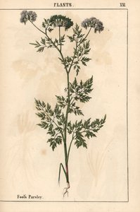 Bláznova petržel Aethusa cynapium   , z „Poučné obrázkové knihy aneb lekce ze světa zeleniny“, [Charlotte Mary Yonge], Edinburgh od English School