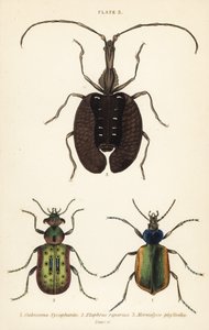 Lovec lesních housenek, Calosoma sycophanta 1, střevlík, Elaphrus riparius 2, a houslista, Mormolyce phyllodes 3 od English School