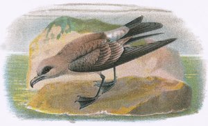 Petrel vidlicový od English School
