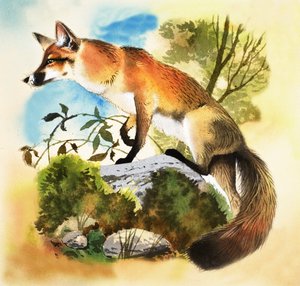 Fox od English School