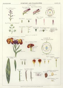 Fumitory a Wallflower od English School