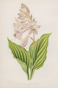 Funkia Undulata; B Variegata (barevná litografie) od English School