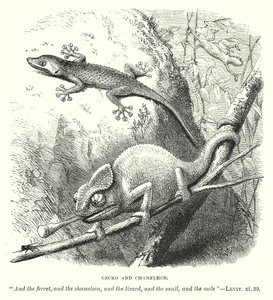 Gekon a chameleon (rytina) od English School