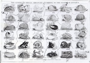 Skládačka Genera of Shells, hospoda. od W. Edwardse od English School