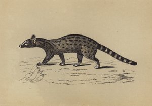 Genet (barevná litografie) od English School