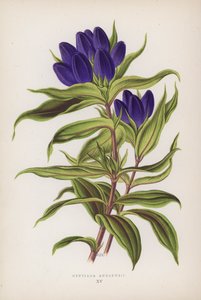 Gentiana Andrewsii (barevná litografie) od English School
