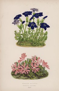 Gentiana Bavarica; Primula Minima (barevné lito) od English School