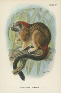 Geoffroys Tamarin od English School