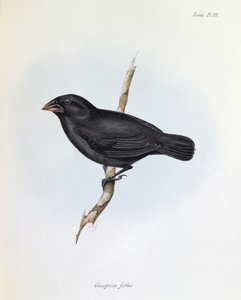 Geospiza Fortis, ilustrace z The Zoology of the Voyage of H.M.S. Bígl, 1832-36, Charles Darwin (1809-92), 1840 od English School