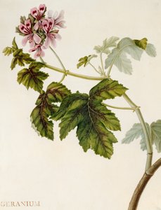 Geranium (toaleta na pergamenu) od English School
