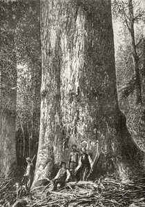 Giant Gum Tree, c.1880, z 