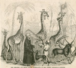 Žirafy a jejich núbijští ošetřovatelé v Surrey Zoological Gardens v Londýně od English School