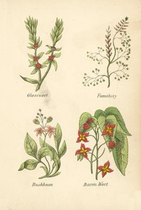 Sklenice, Fumitory, Buckbean, Baren Wort (barevná litografie) od English School