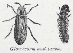 Světelný červ a larva (litho) od English School