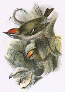 Goldcrest (dole) a Firecrest (nahoře) od English School
