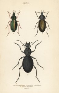 Střevlík zlatý, Carabus auratus 1, střevlík, Carabus clathratus 2, a velký černý střevlík, Tefflus megerlei od English School