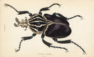 Goliath brouk, Goliathus goliatus (Goliathus magnus) od English School