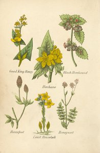 Good King Henry, Henbane, Black Horehound, Haresfoot, Least Houseleek, Honeywort (barevná litografie) od English School