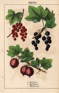 Plody angreštu, červeného a černého rybízu   , z „Poučné obrázkové knihy aneb lekce ze světa zeleniny“, [Charlotte Mary Yonge], Edinburgh od English School