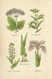 Goutwort, Gromwell, Hartstongue, Gold of Pleasure, Gladwyn od English School