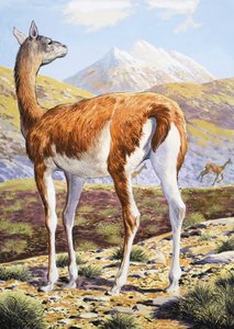 Půvabné Guanacos od English School