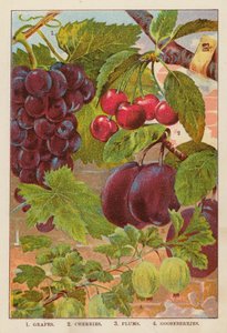 Hrozny; třešně; švestky; angrešt (barevná litografie) od English School