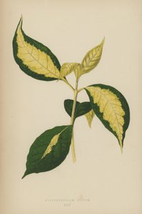 Graptophyllum Pictum od English School