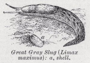 Velký šedý slimák, Limax maximus (litho) od English School