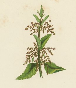 Kopřiva dvoudomá zelená, Urtica Dioica (barevná litografie) od English School