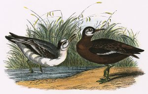 Šedý phalarope od English School