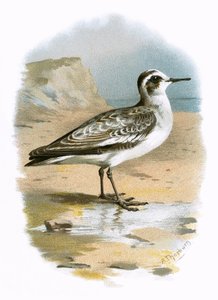 Šedý phalarope