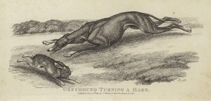 Greyhound soustružení zajíce od English School