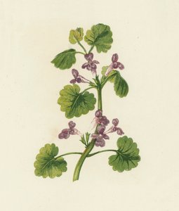 Břečťan popínavý, Glechoma Hederacea (barevná litografie) od English School
