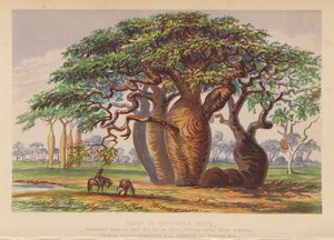 Skupina stromů Couty Stemes, Austrálie (barevná litografie) od English School