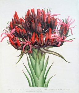 Gymea Lily, 1826 (wc na papíře) od English School