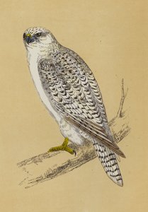 Gyr-Falcon (barevné lito) od English School