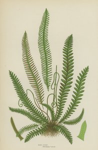 Hard Fern (Color Litho) od English School