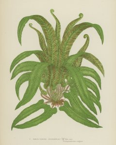 Slezina Hartsova (barevná litografie) od English School