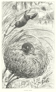 Harvest Mouse (rytina) od English School
