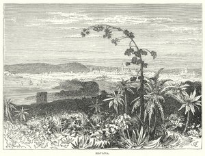 Havana (rytina) od English School